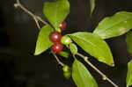 Carolina holly